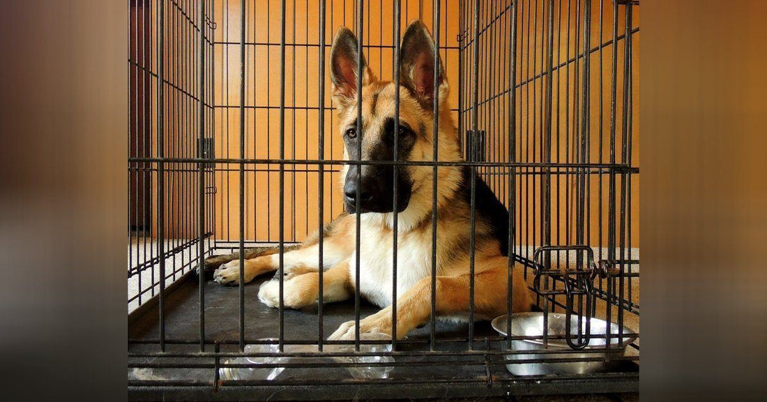 The Pros and Cons Of Crate Training