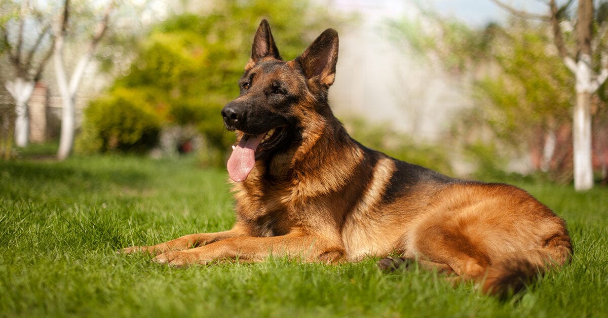 When should you spay a hot sale german shepherd