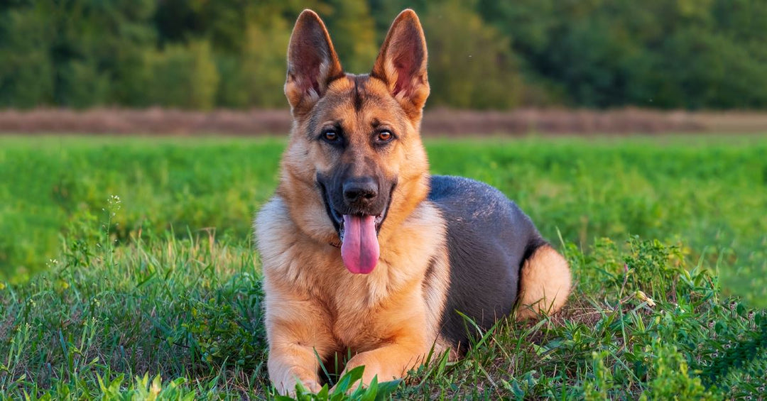 The Rise In Popularity Of The German Shepherd Dog