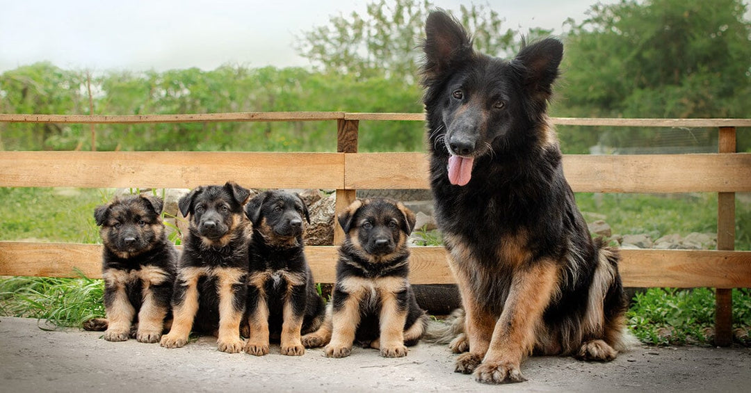 The Risks and Responsibilities of Breeding Your Dog: Why It's Not Always a Good Idea