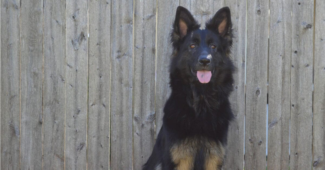 The Role of Genetics In German Shepherd Behavior