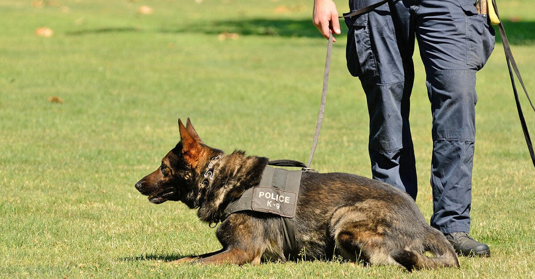 The Role of German Shepherds in Law Enforcement and Military Work