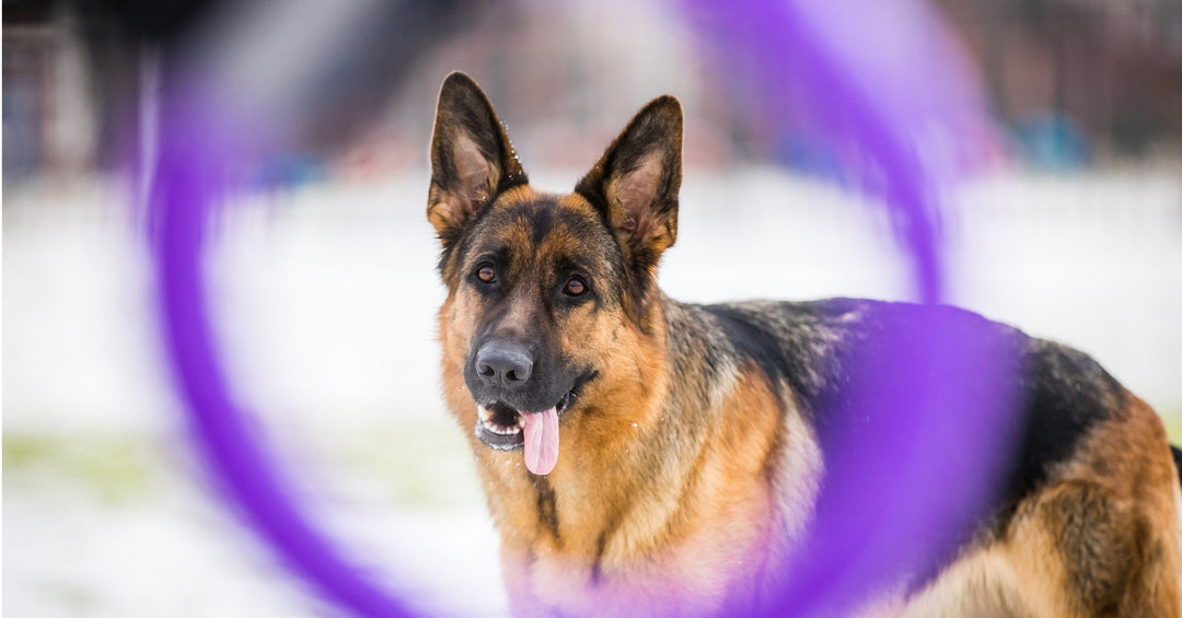 The Role of Play in Training: Using Games to Teach Skills and Strengthen Bonds with Your German Shepherd