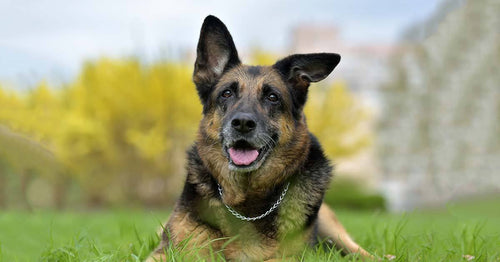 German shepherd best sale with cropped ears