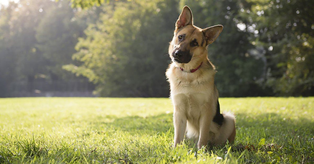 The Surprising Reason Dogs Eat Grass