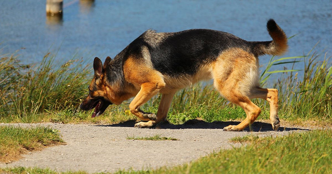 The Surprising Reasons You Should Allow Your Dog To Sniff While On Walks