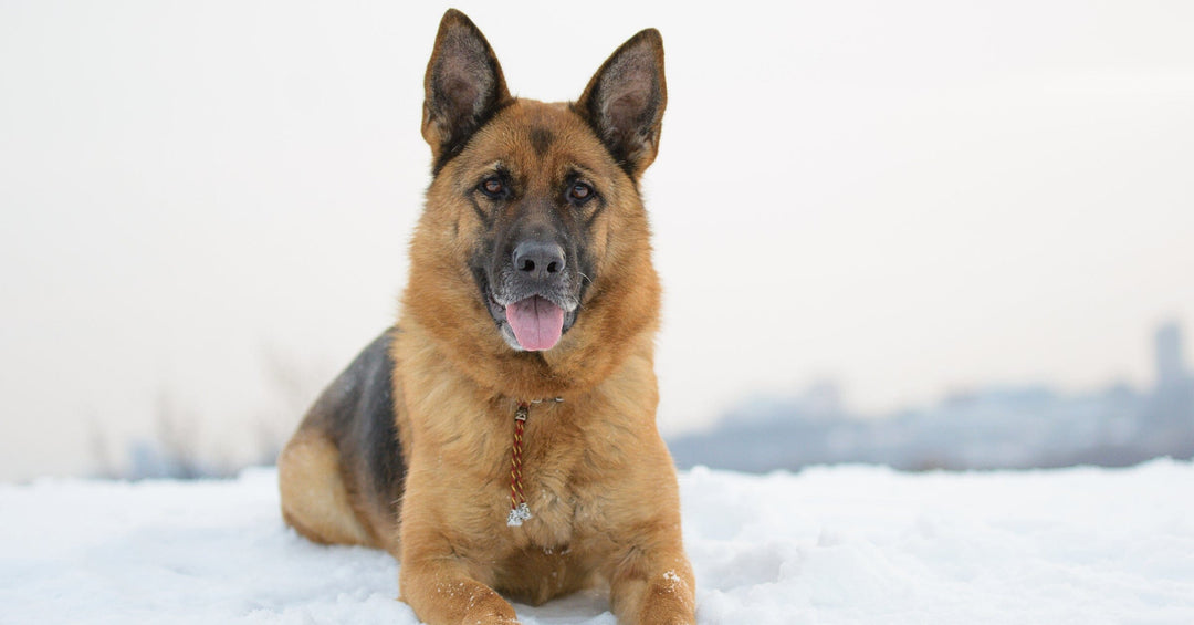 The Top 10 Most Asked Questions About German Shepherds