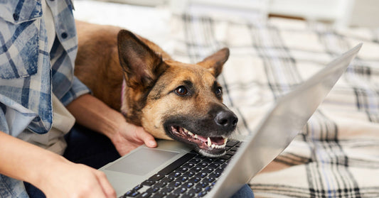 Therapy Dog Training: Preparing Your Dog For Emotional Support And Therapy Work