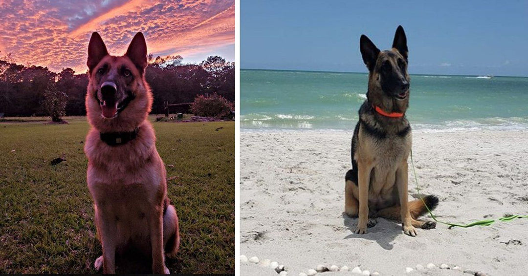 These 35 Online Dating Profiles For German Shepherds Will Make You Wish It Was A Real Thing