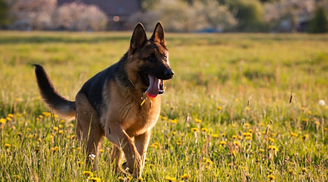 Tips For Having A Happy, Well-Behaved German Shepherd