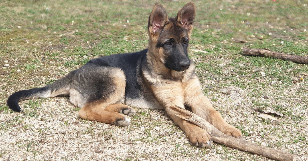 Top 13 Tips From Experienced German Shepherd Owners