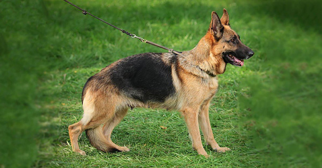 Train Your German Shepherd Not To Pull On Leash