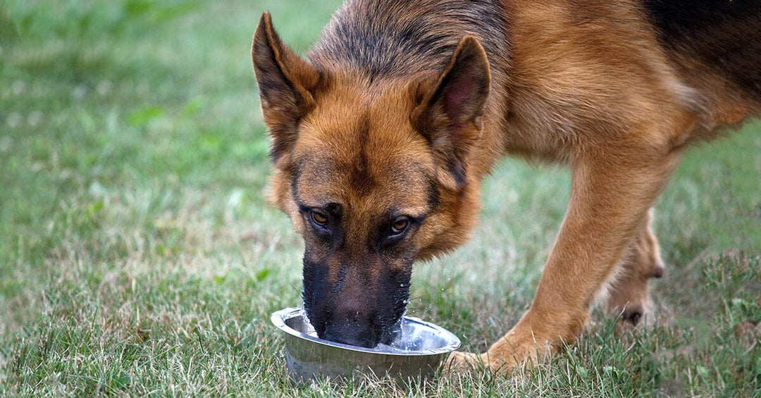 Understanding and Addressing Resource Guarding: A Guide for German Shepherd Owners