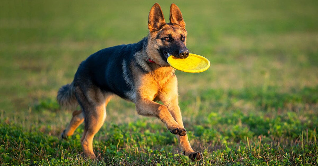 Understanding Your German Shepherd Puppy's Energy Levels: When Can You Expect Them to Calm Down?