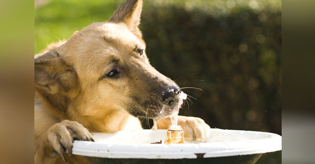 Water-Is your Dog Getting Enough?