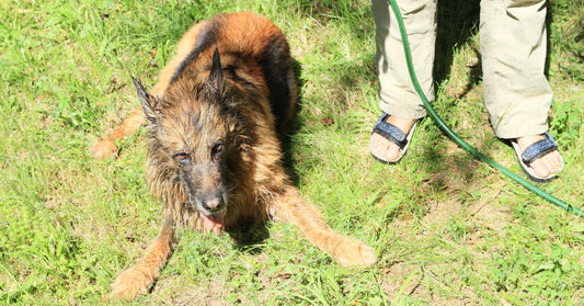 Ways To Cool Your Dog Down Quickly
