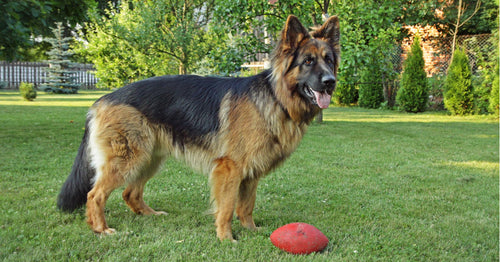 Straight back store german shepherd puppies