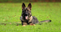 Best dog treats cheap for training german shepherd