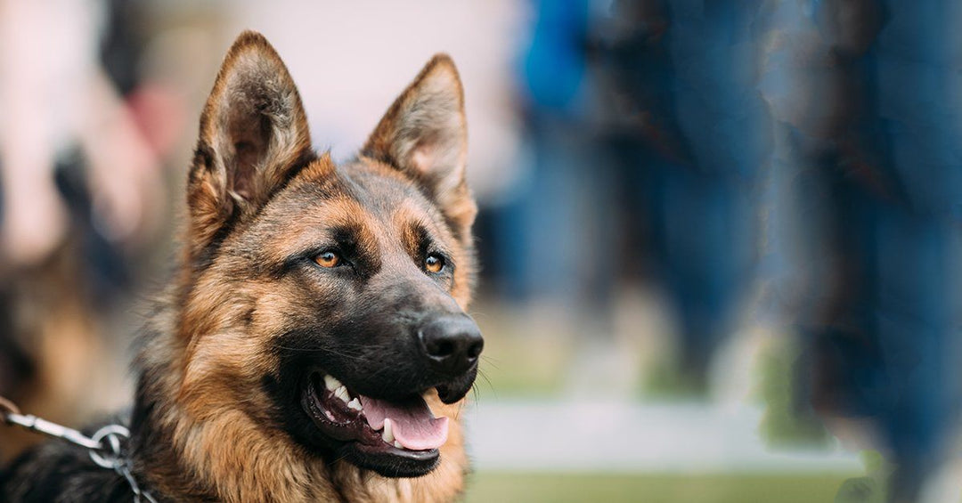 What Makes German Shepherds So Popular?