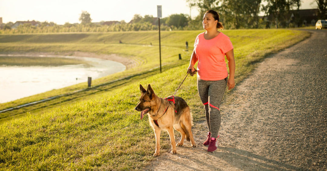 What To Do About Other Dogs And Strays On Walks