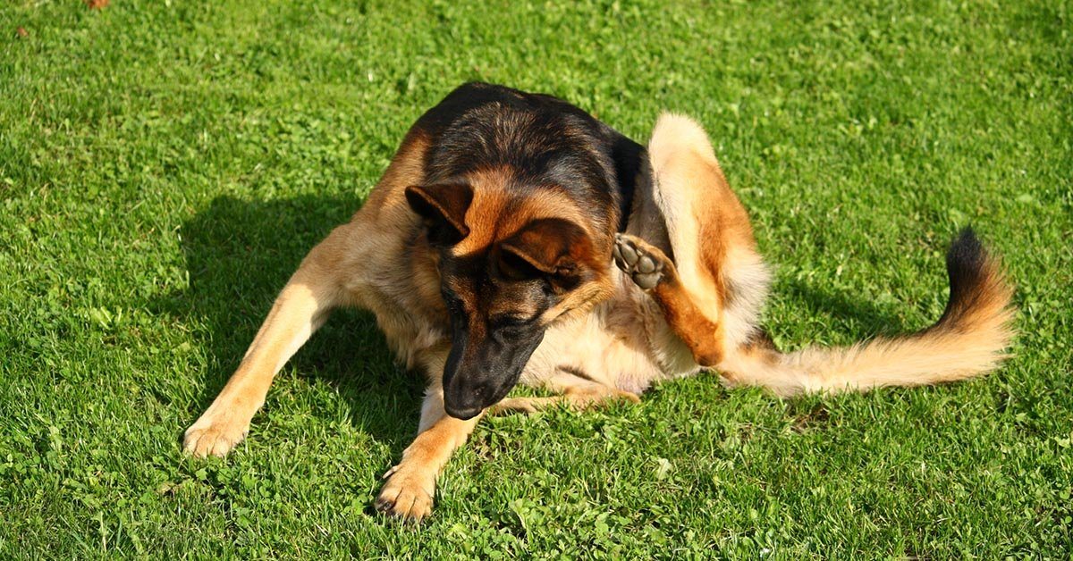 German shepherd itching in clearance winter