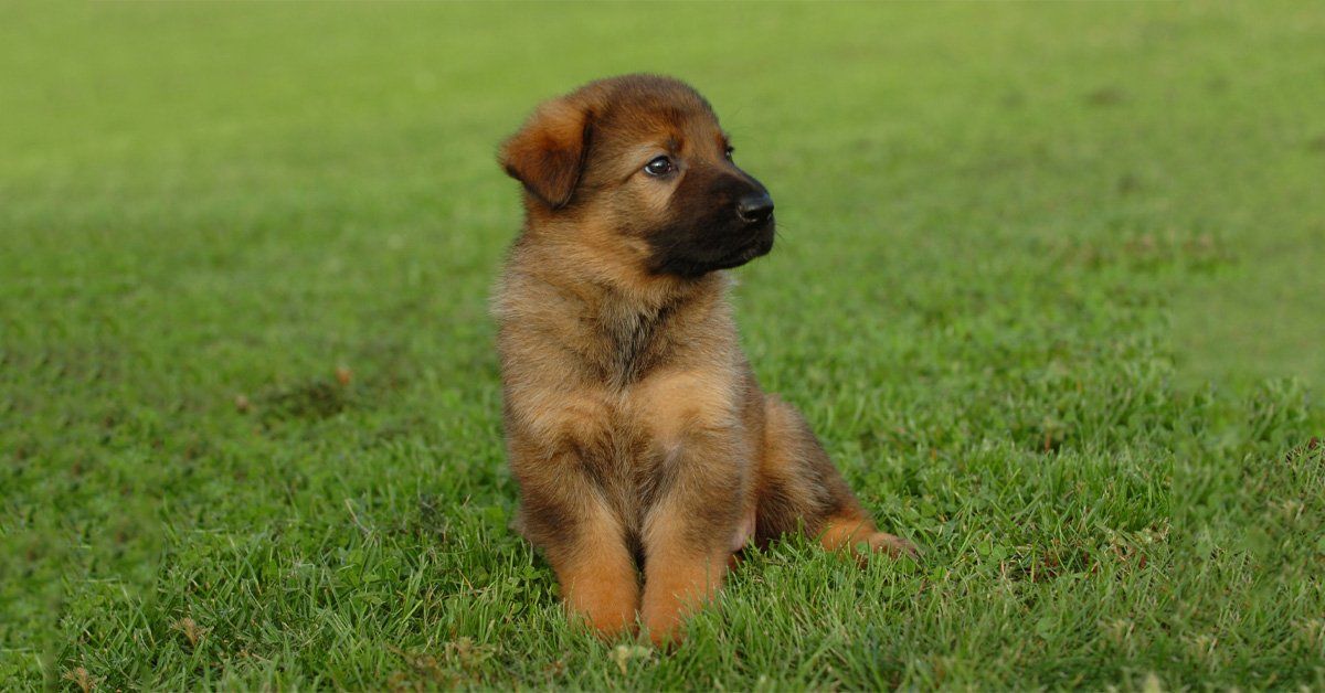 What To Do Before Bringing Home A German Shepherd Puppy – German Shepherd Shop