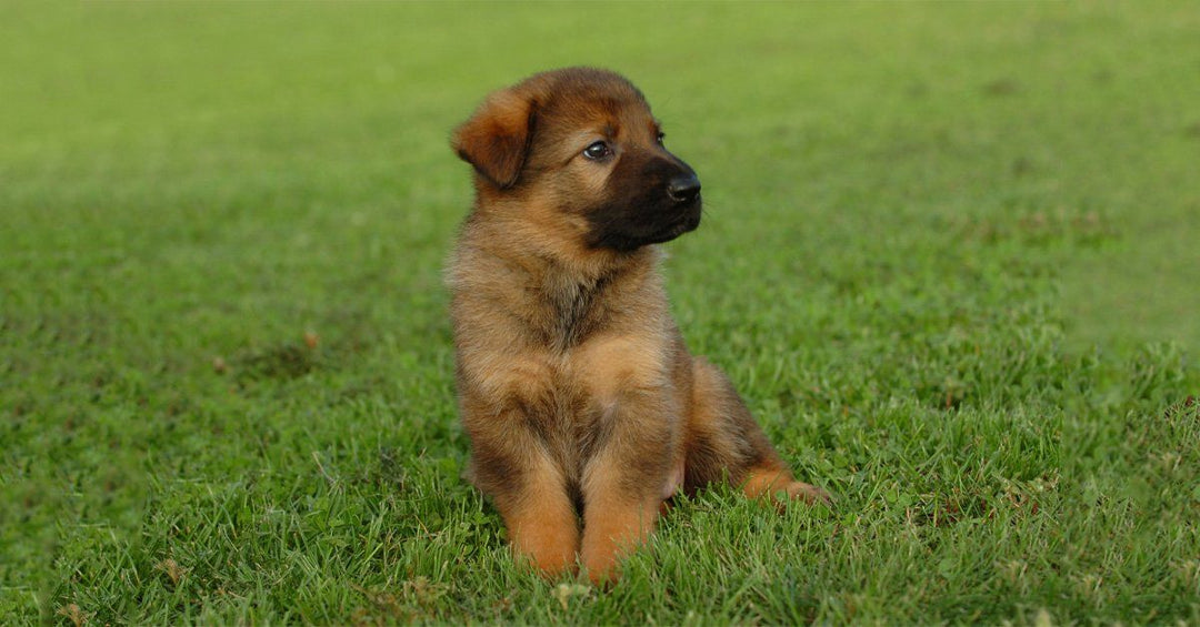 What To Do Before Bringing Home A German Shepherd Puppy