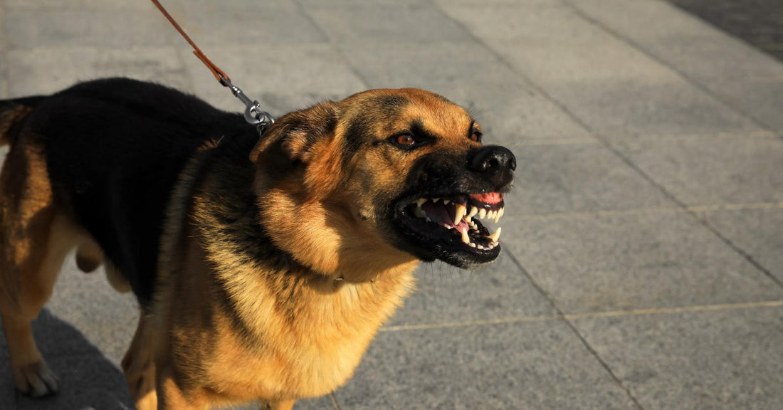 What To Do If You Or Your Dog Are Attacked By Another Dog