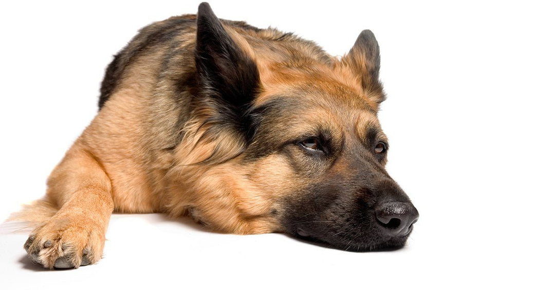 What To Do If Your Dog Is Poisoned