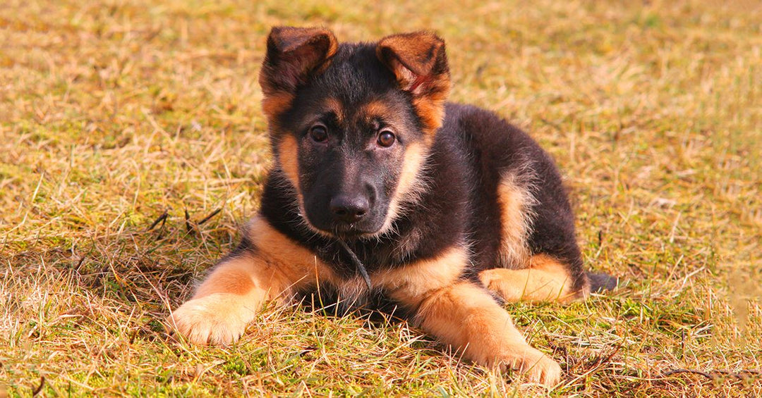 What To Do If Your Puppy Won’t Eat