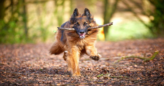 What to do When Your adult Dog Stops Coming when Called