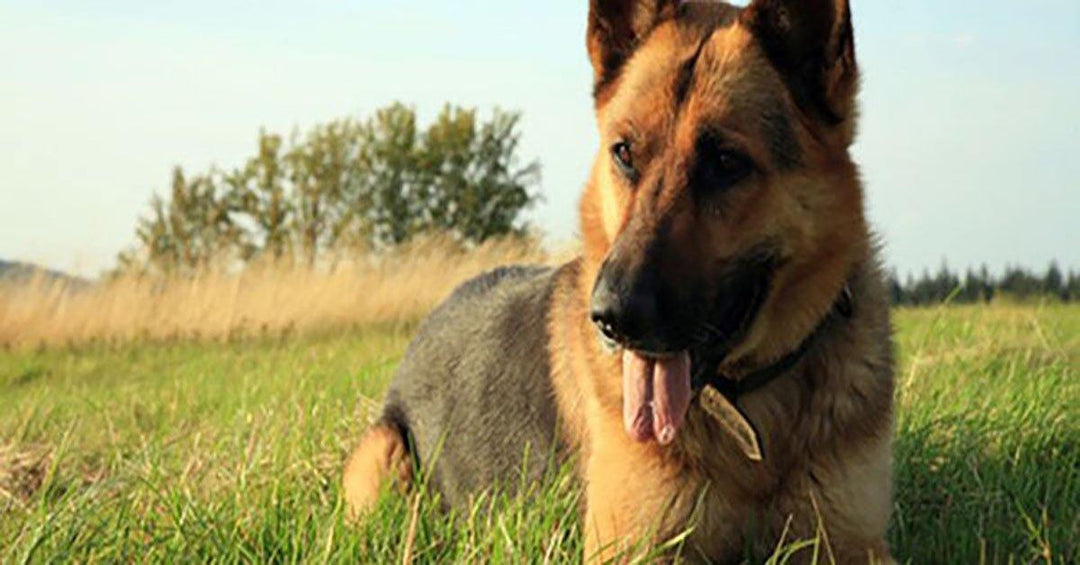 What to do When Your Adult German Shepherd Dog Stops Coming when Called