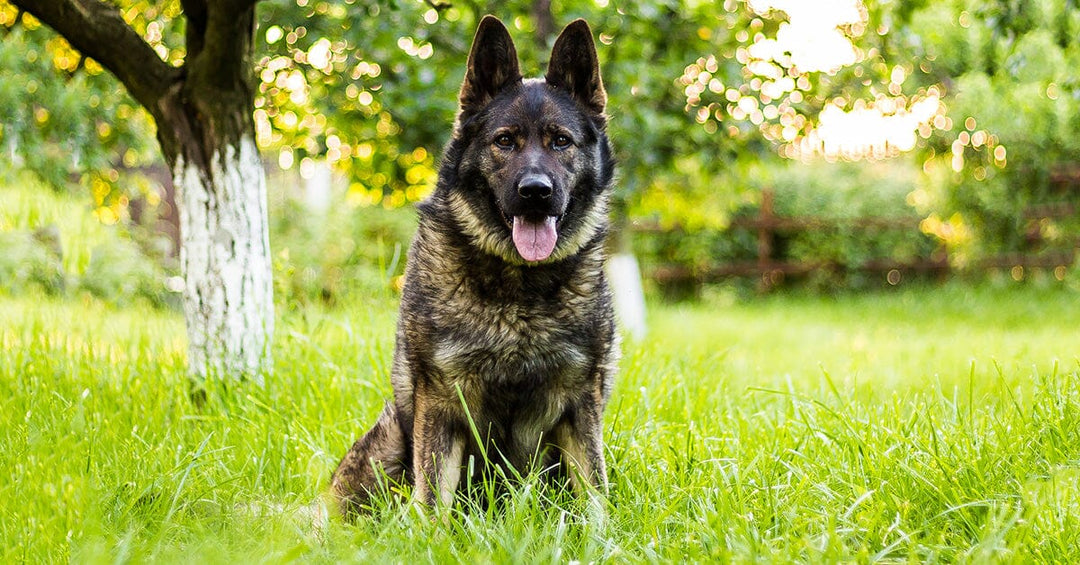 What To Feed Your German Shepherd With IBD