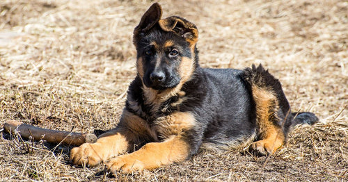 My german shepherd puppies hot sale ears are not standing up