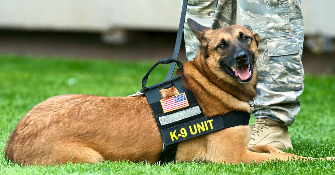 Where Do Police K9s Come From?