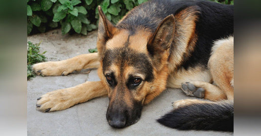 Where To Get Financial Aid For Emergency Vet Bills