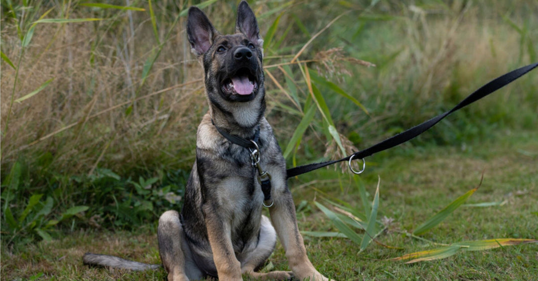 Which Line Of German Shepherd Is For You: Ranked