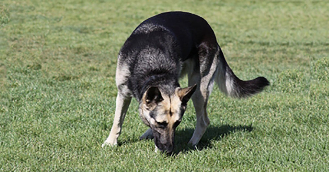 Why Do Dogs Eat Their Own Poop?