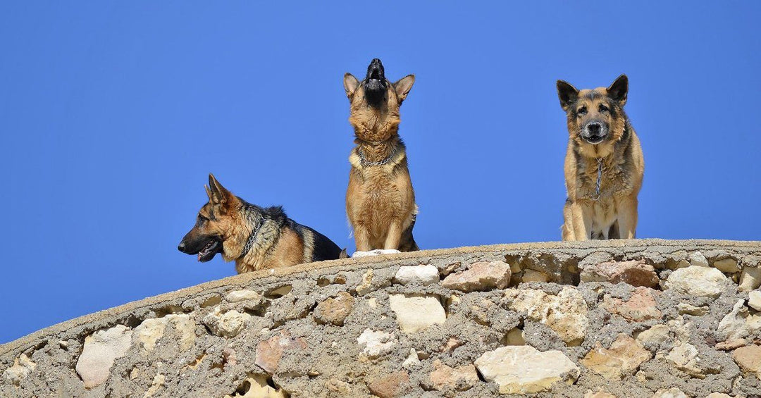 Why Does My German Shepherd Howl And What Does It Mean?