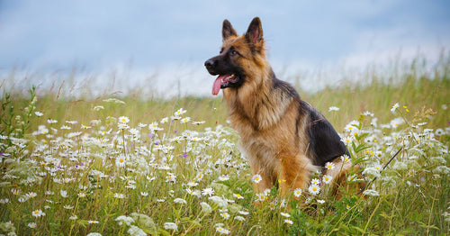 German store shepherd scratching