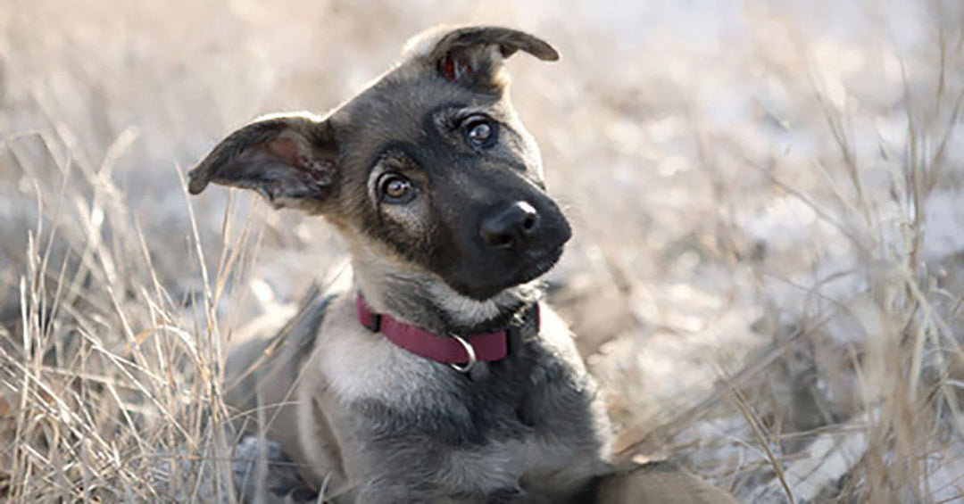 Why is My Puppy Chewing on Walls? How Do I Correct It?