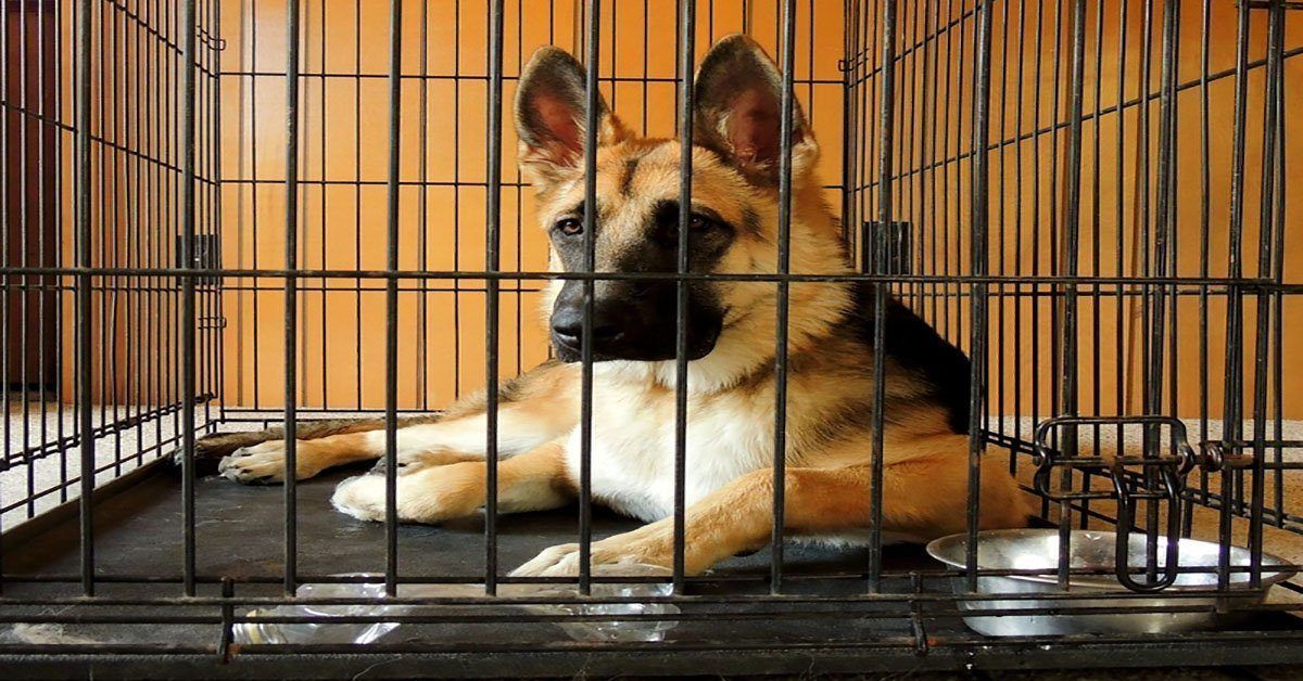 Dog Crates Explained Benefits and Addressing Cruelty Concerns German