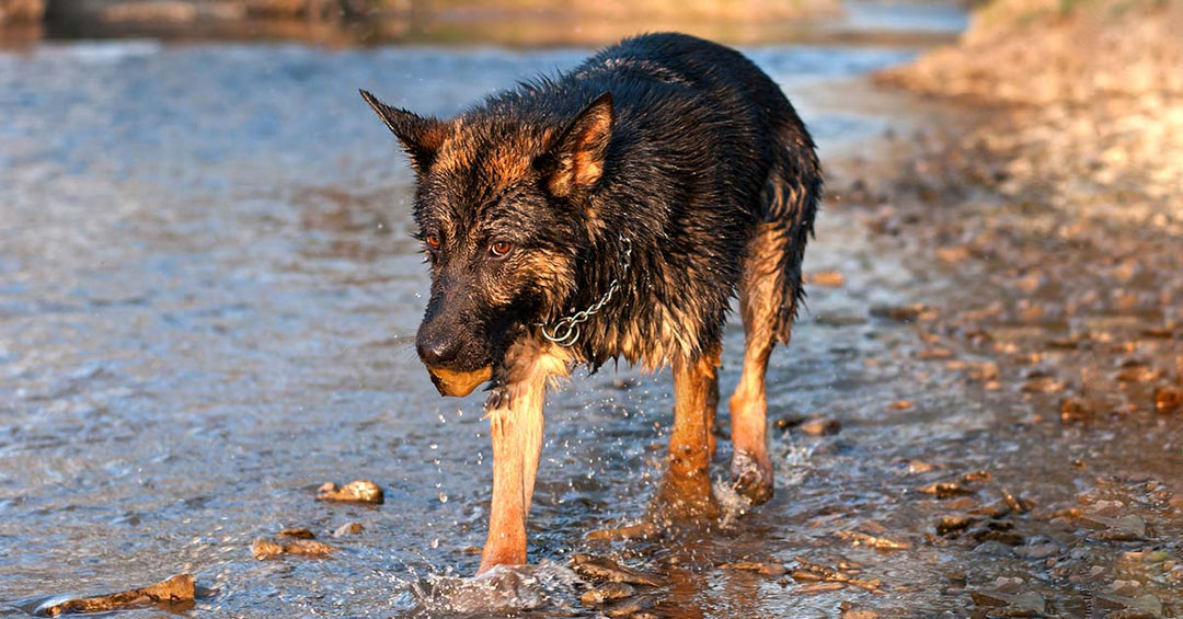 Why You Should Never Let Your Dog Play With Rocks