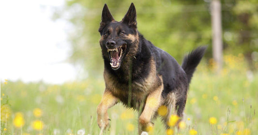 Will Your Dog Protect You? Let's Find Out