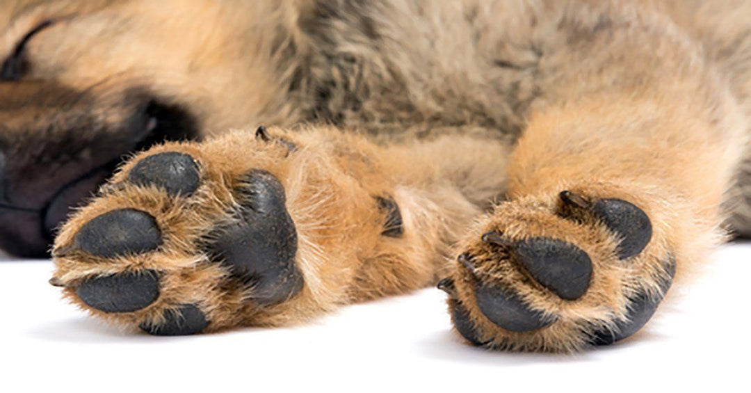 Your Dog’s Broken Toenail May Be A More Serious Problem Than You Think