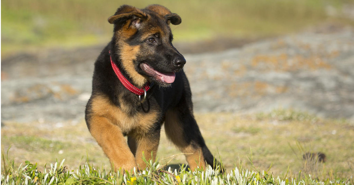 8 week hot sale old shepherd puppy