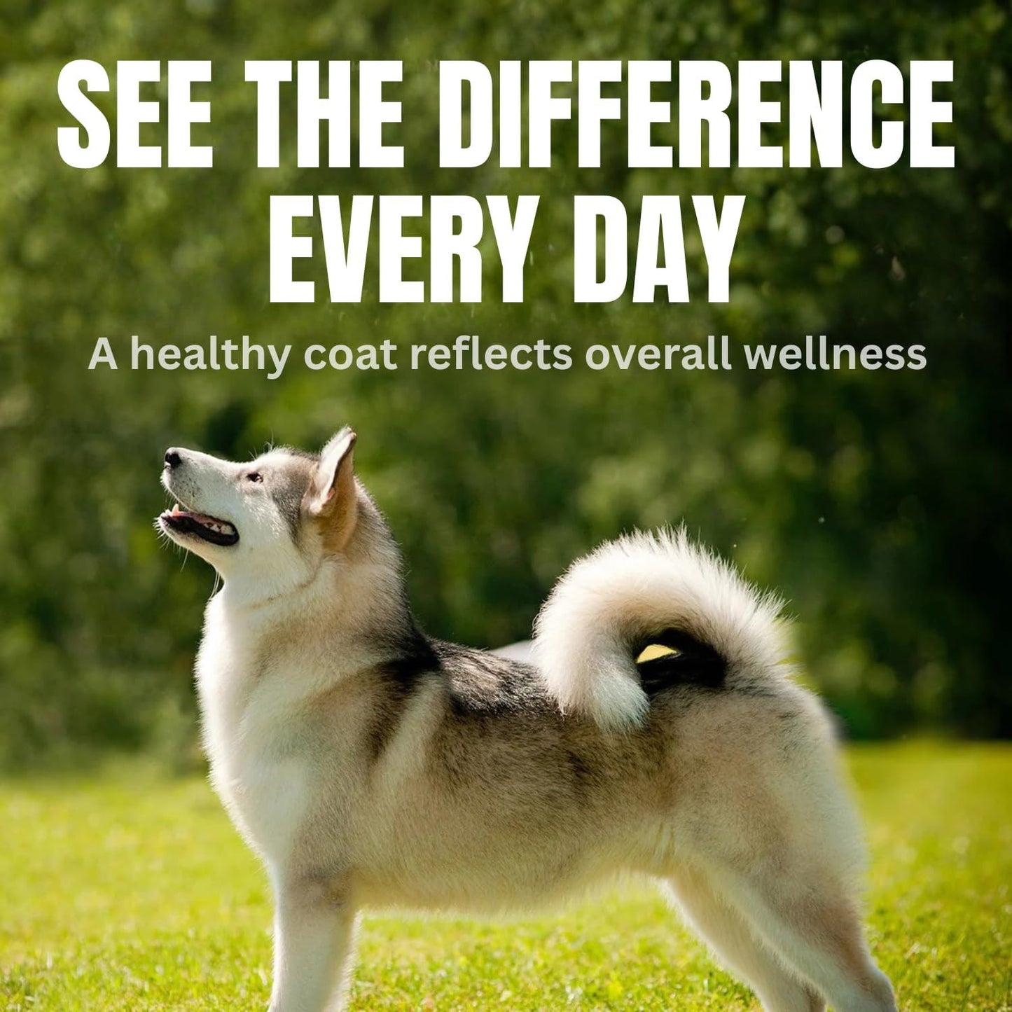 CPN Coat Boost Skin & Coat Supplement for Dogs (Omega-3, Biotin & Immune Support)
