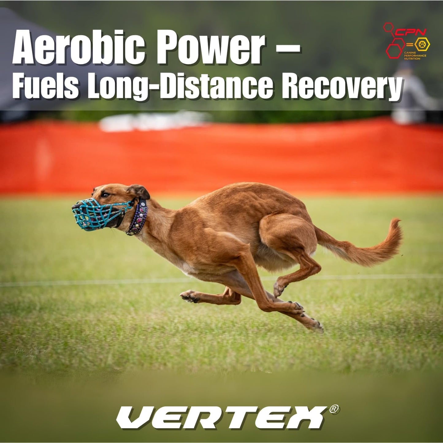 CPN Vertex Joint Health Supplement for Dogs – Muscle, Recovery & Joint Support
