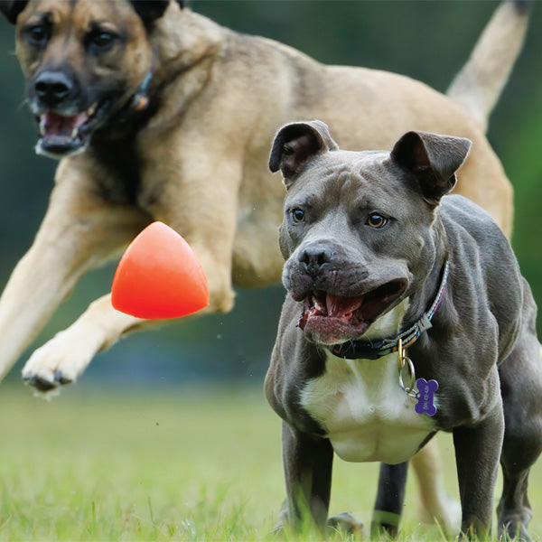 RUFF DAWG - Dawg-X Indestructible Rubber Floating Retrieving Toy - Guaranteed For Life