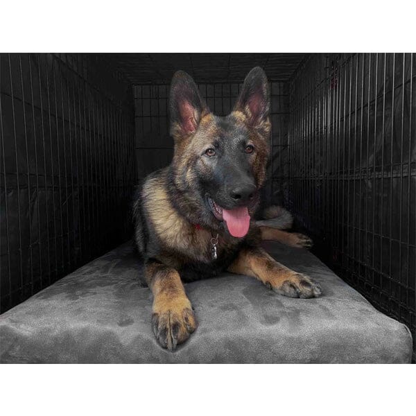 BIG BARKER - 4" Orthopedic Crate Bed Animals & Pet Supplies Barker Beds 
